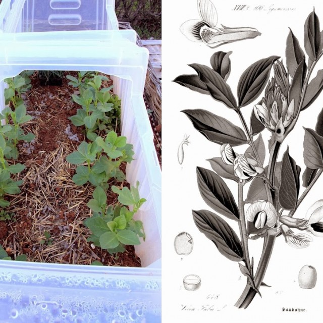 POTAGER1