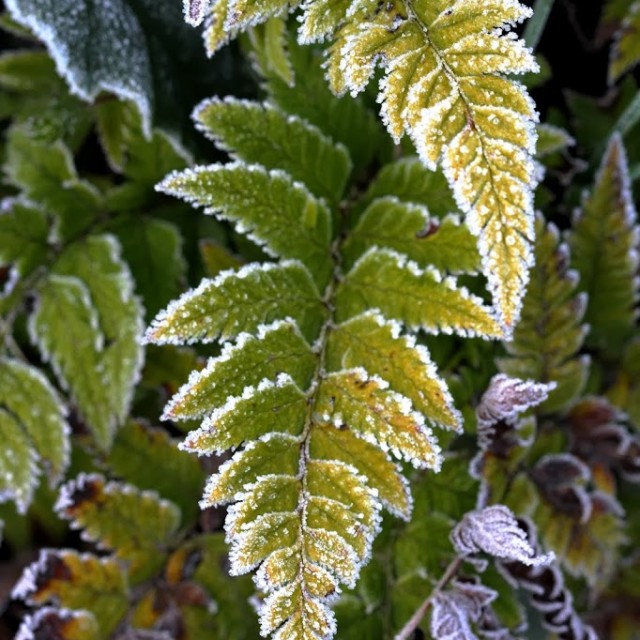 Polystichum-Rigens-3-1