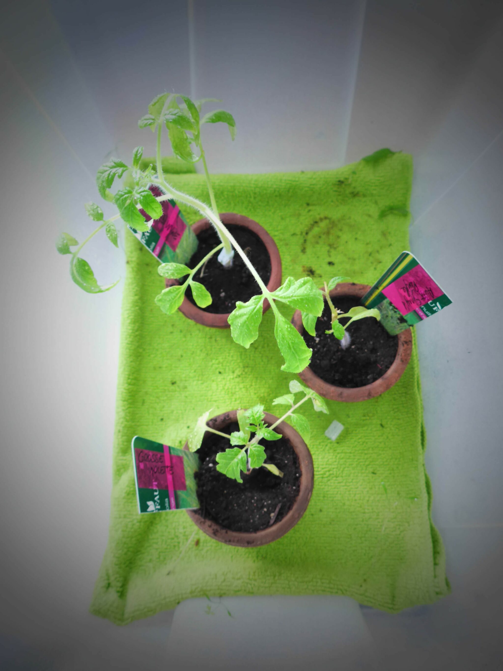 Greffe de tomates et plantation Quatre Saisons Au Jardin