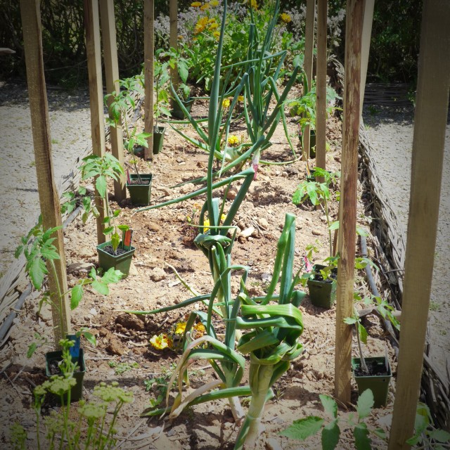 Tomates (2)