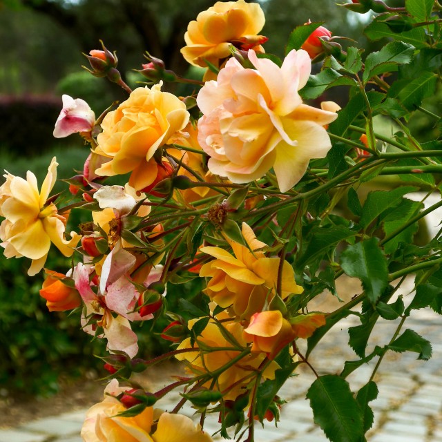 ROSES (22)