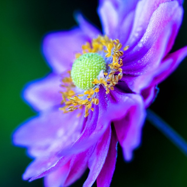 ANEMONE LR-7