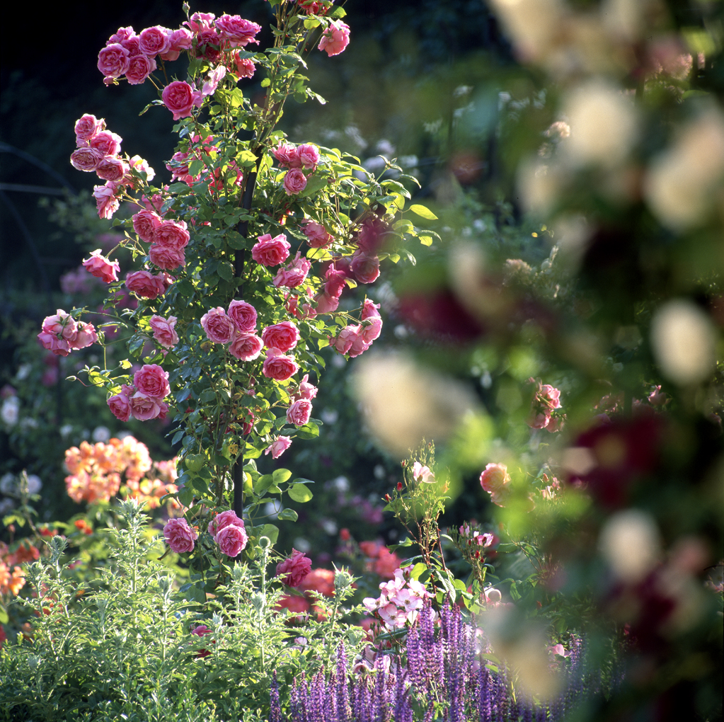 Roseraie_Chaalis©JeanBaptisteLeroux_2006