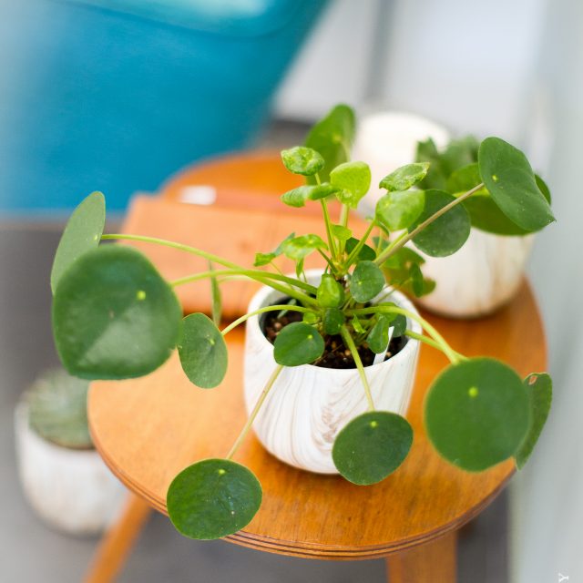 PILEA Juillet 2016-9