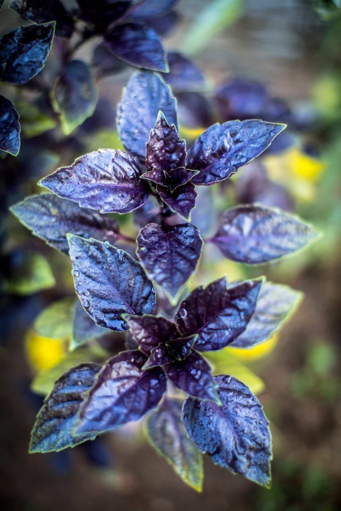 Basilic Pourpre
