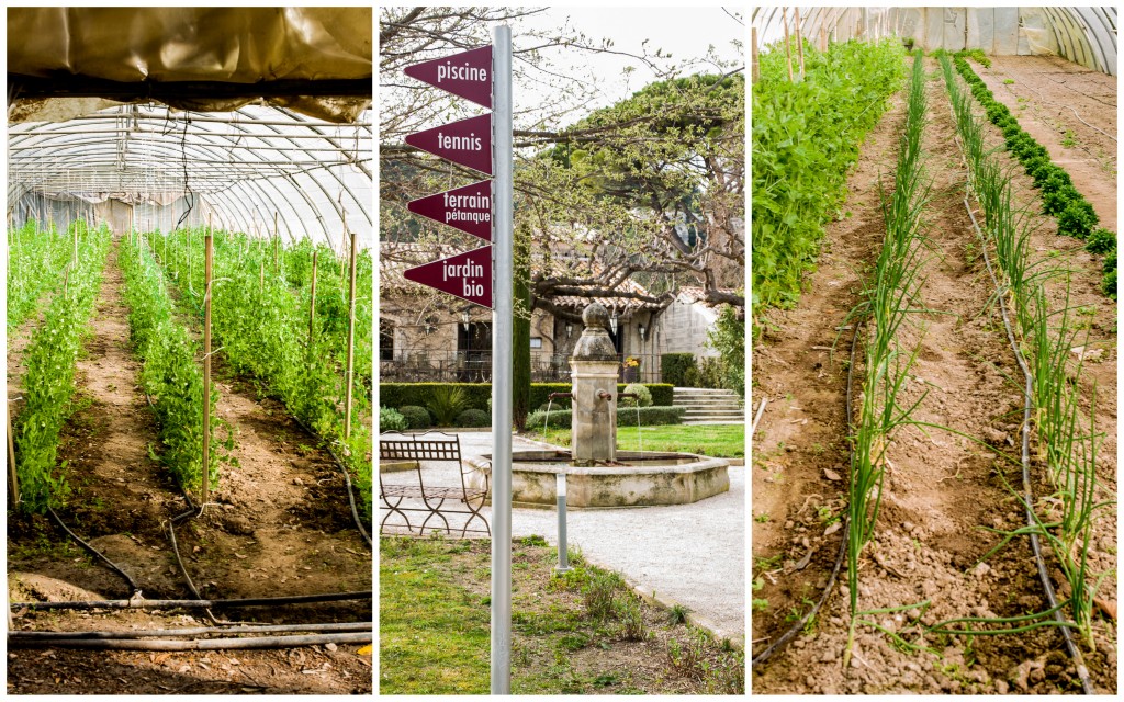 Jardin potager bio....Silence, çà pousse !