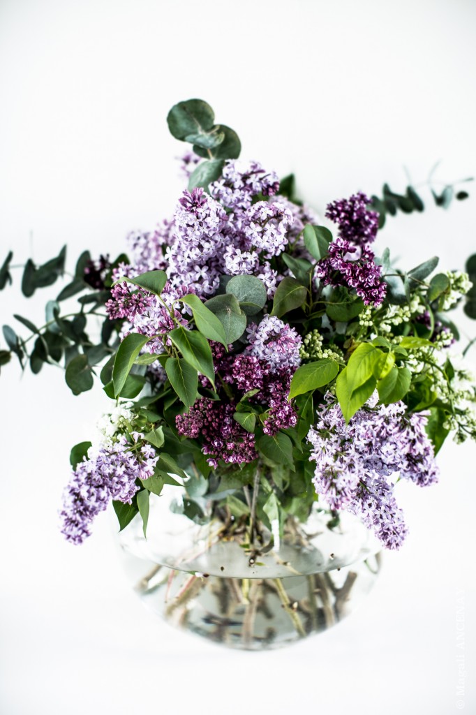 Bouquet de Lilas "Souvenir de Louis Spaeth"
