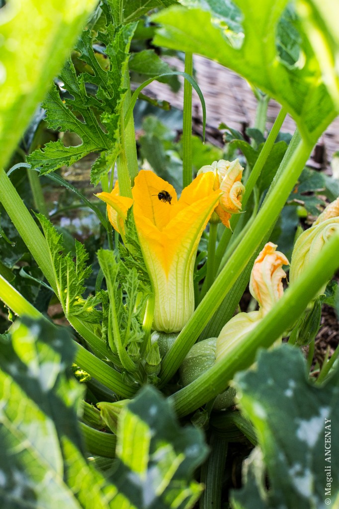 Belles récoltes de courgettes au potager