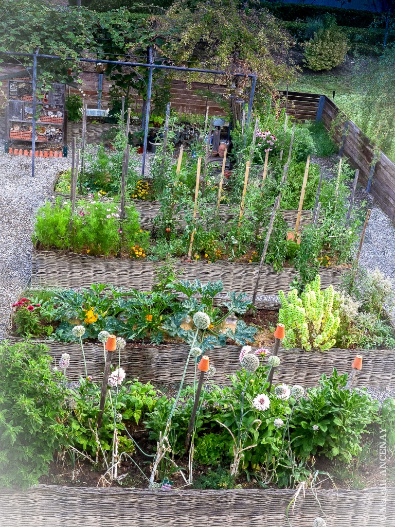 Mon potager en Juillet
