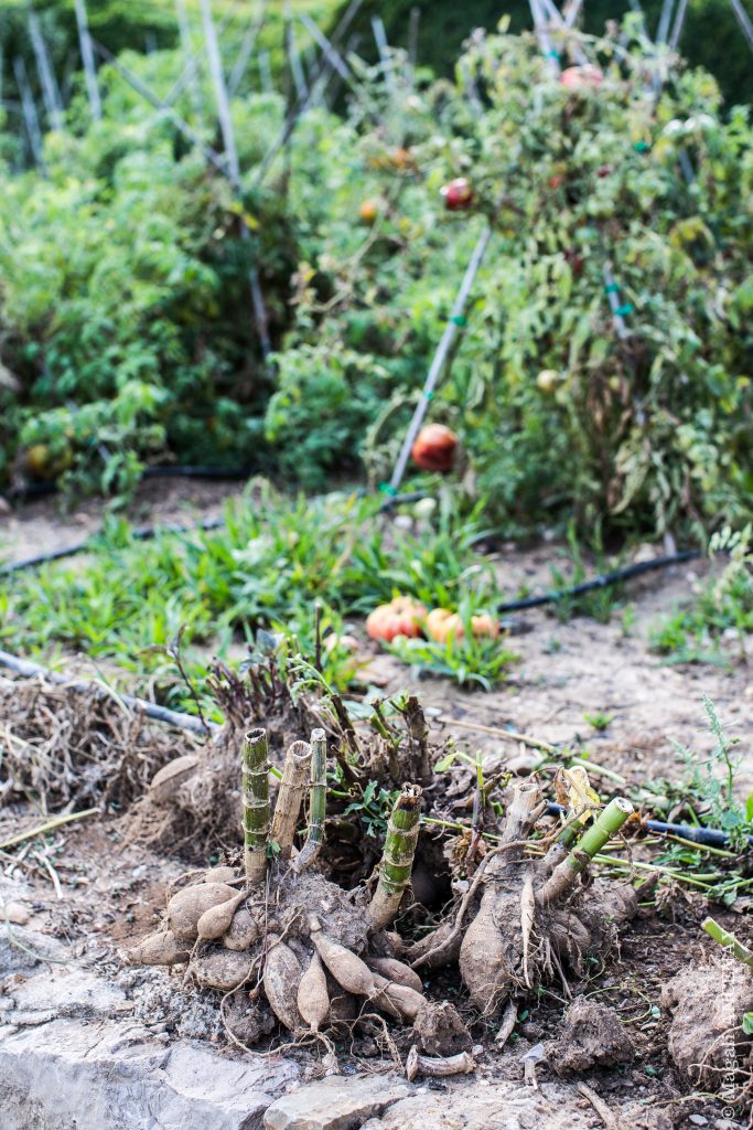 Arrachage des rhizomes de Dahlias, prêts pour l'hivernage