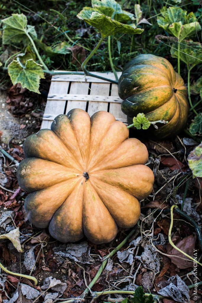 Courges de Provence