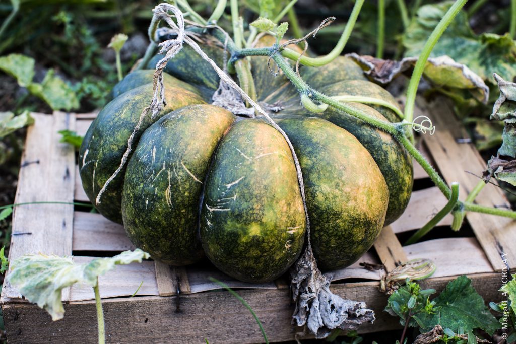 Maturation des courges, surélevées pour ne pas que l'humidité du sol favorise le pourrissement des fruits.