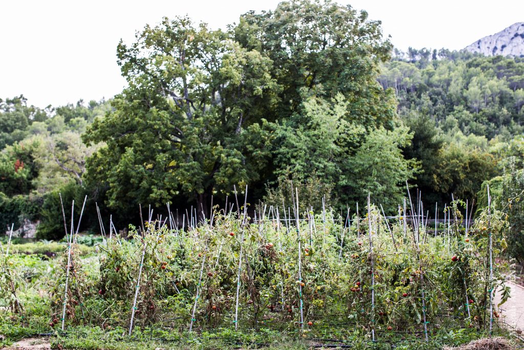 Profitons des dernières tomates de la saison
