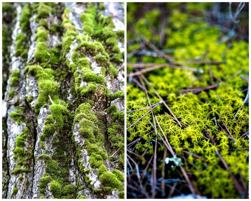 Diverses variétés de Mousses