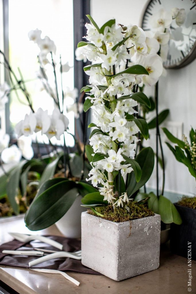 Orchidée Dendrobium