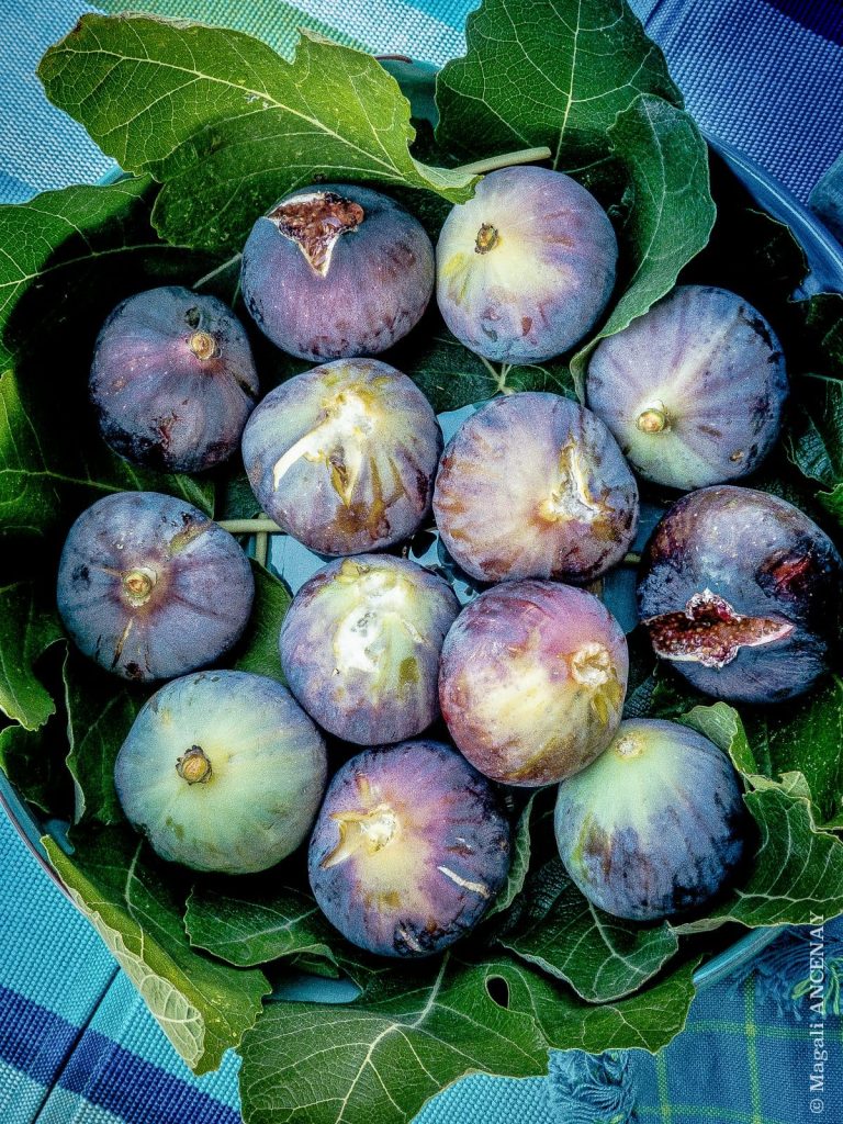 Récoltes de figues du jardin
