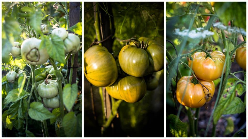 Tomate Ancienne Anchois - Magali ANCENAY photographe culinaire