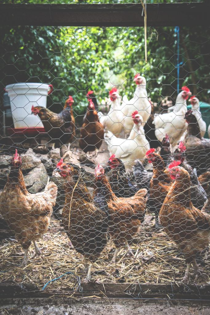 Poulet du dimanche - Magali ANCENAY Photographe Culinaire