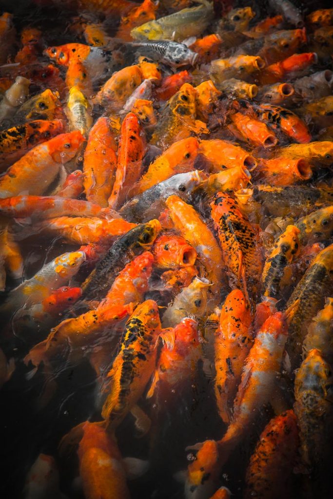Vietnam 2018 - Magali ANCENAY PHOTOGRAPHE